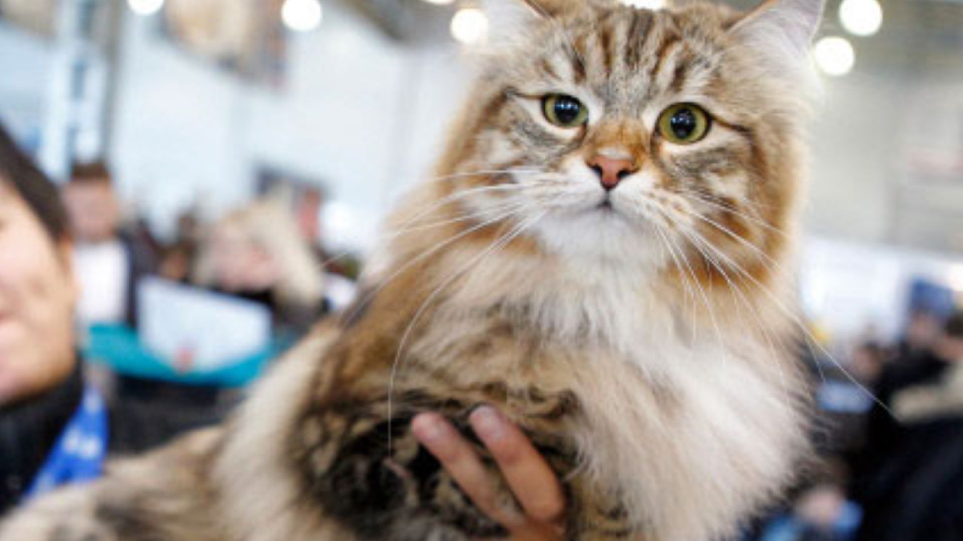 Сибирският котарак Мир подарен от руския президент Владимир Путин на