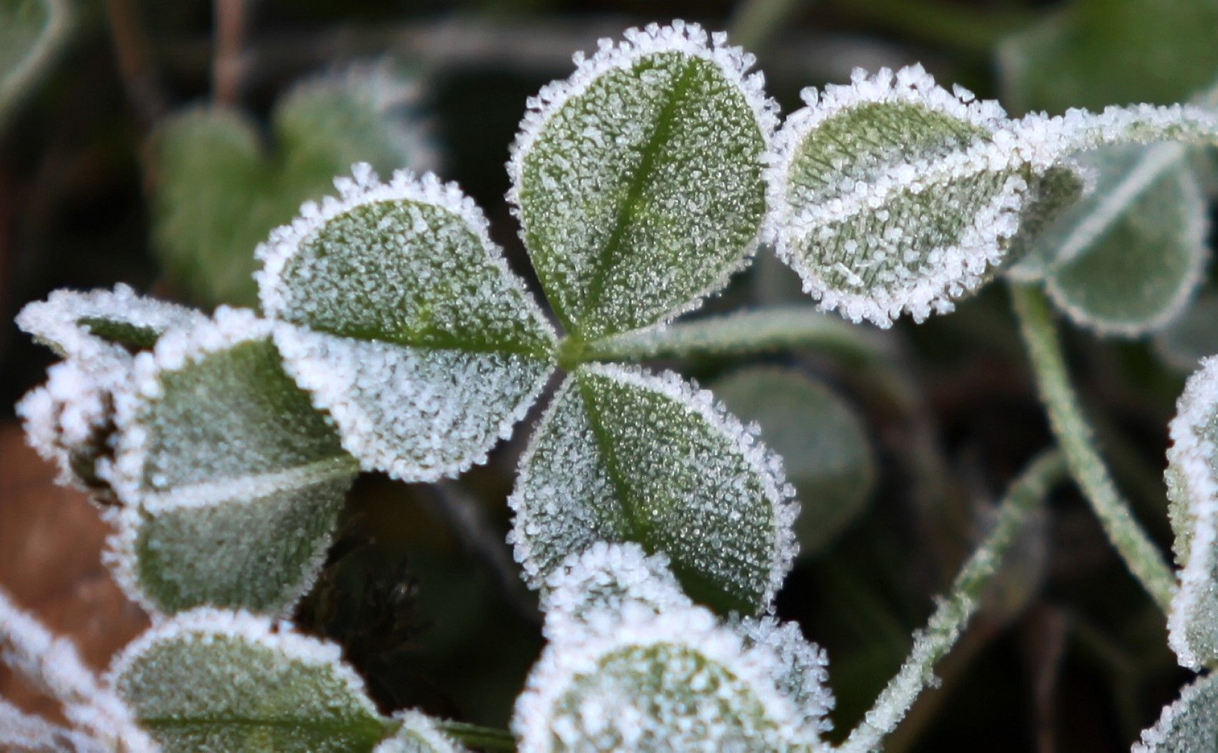 Plants in th hot and Cold places