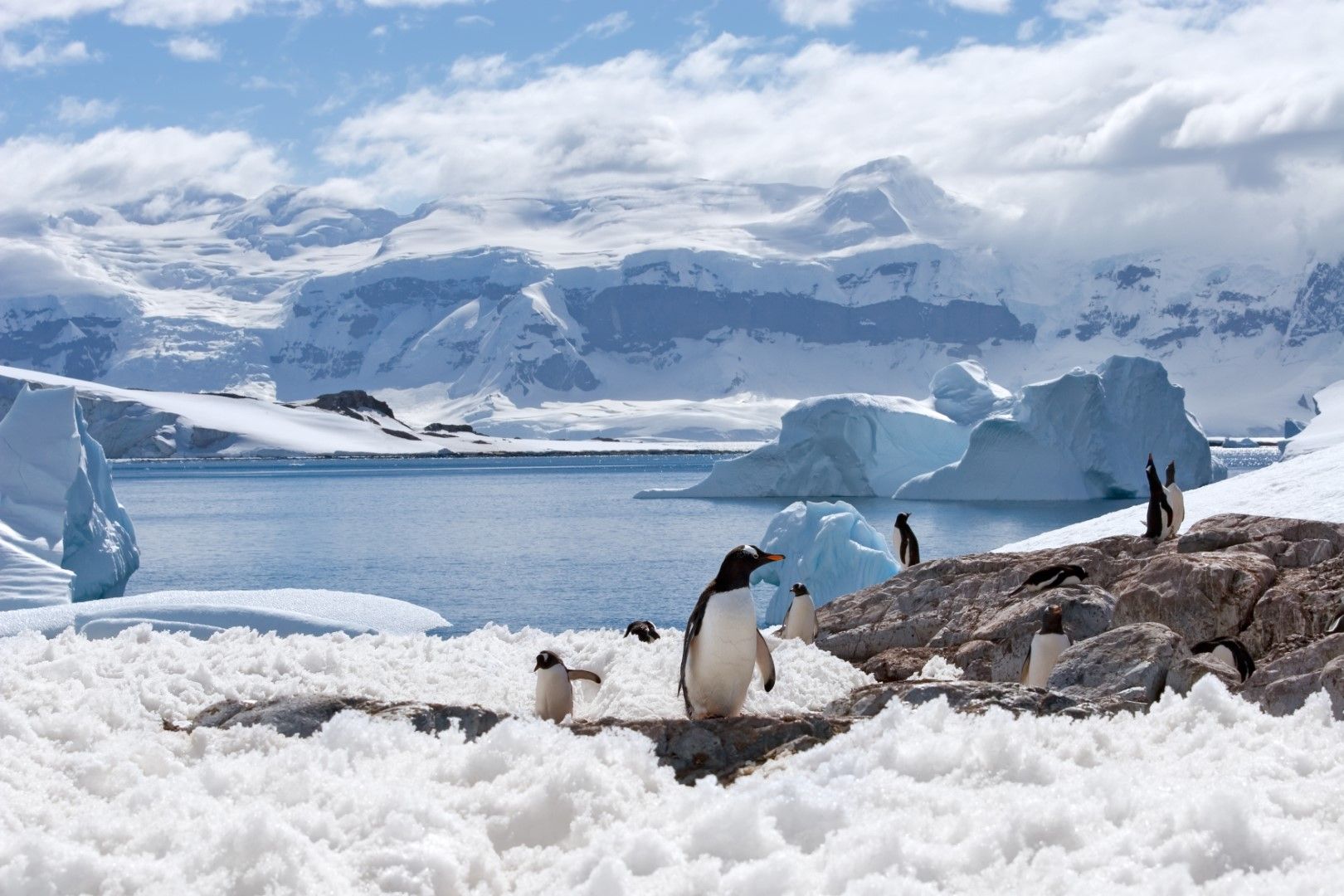 Антарктика също има своите оазиси на живот