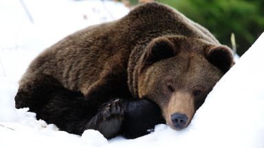 Военни ще охраняват мечка, заспала до свръхсекретен обект