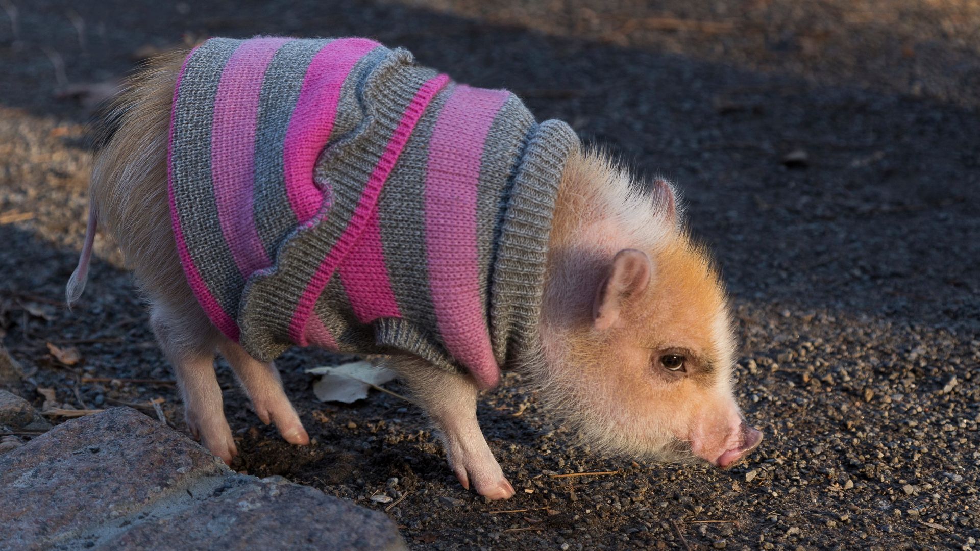 В Русия все повече хора отглеждат прасета като домашни любимци