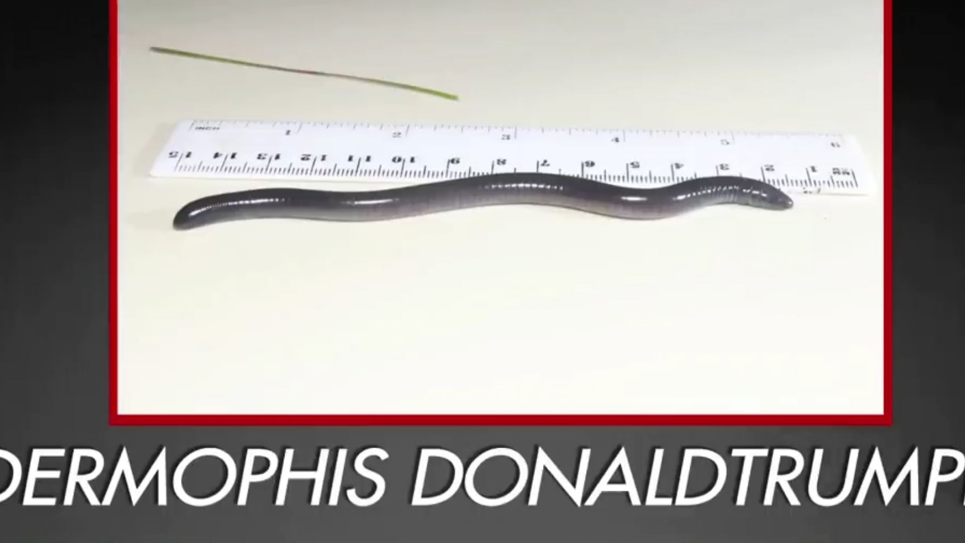 Новооткрито сляпо земноводно което заравя главата си в земята беше