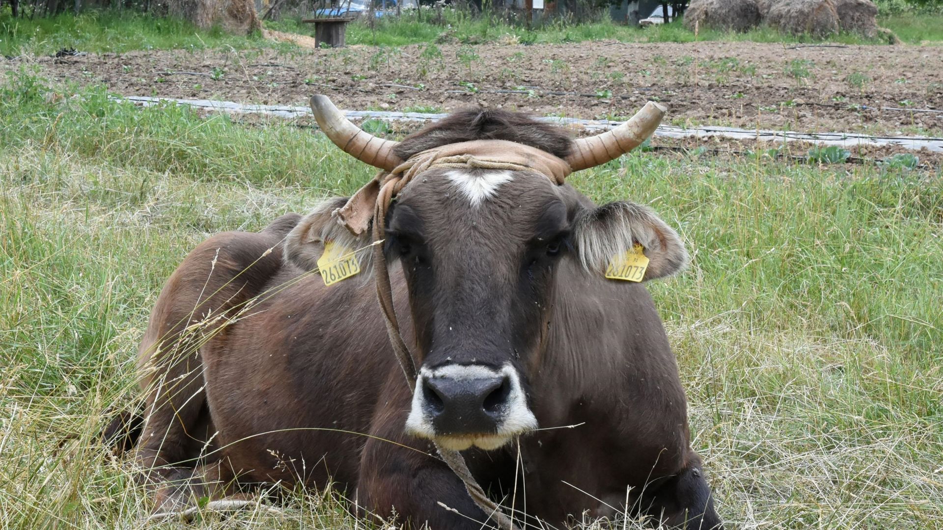 Какво се случва с кравата Пенка от кюстендилското село Мазарачево