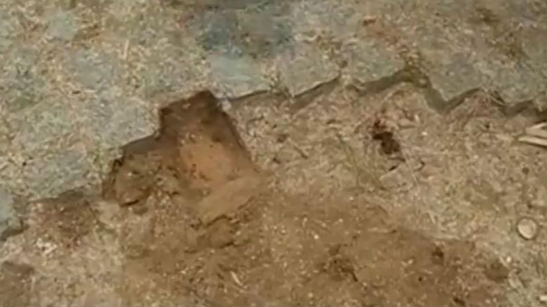 Има ли мистериозен крадец на павета в София Къде изчезнаха