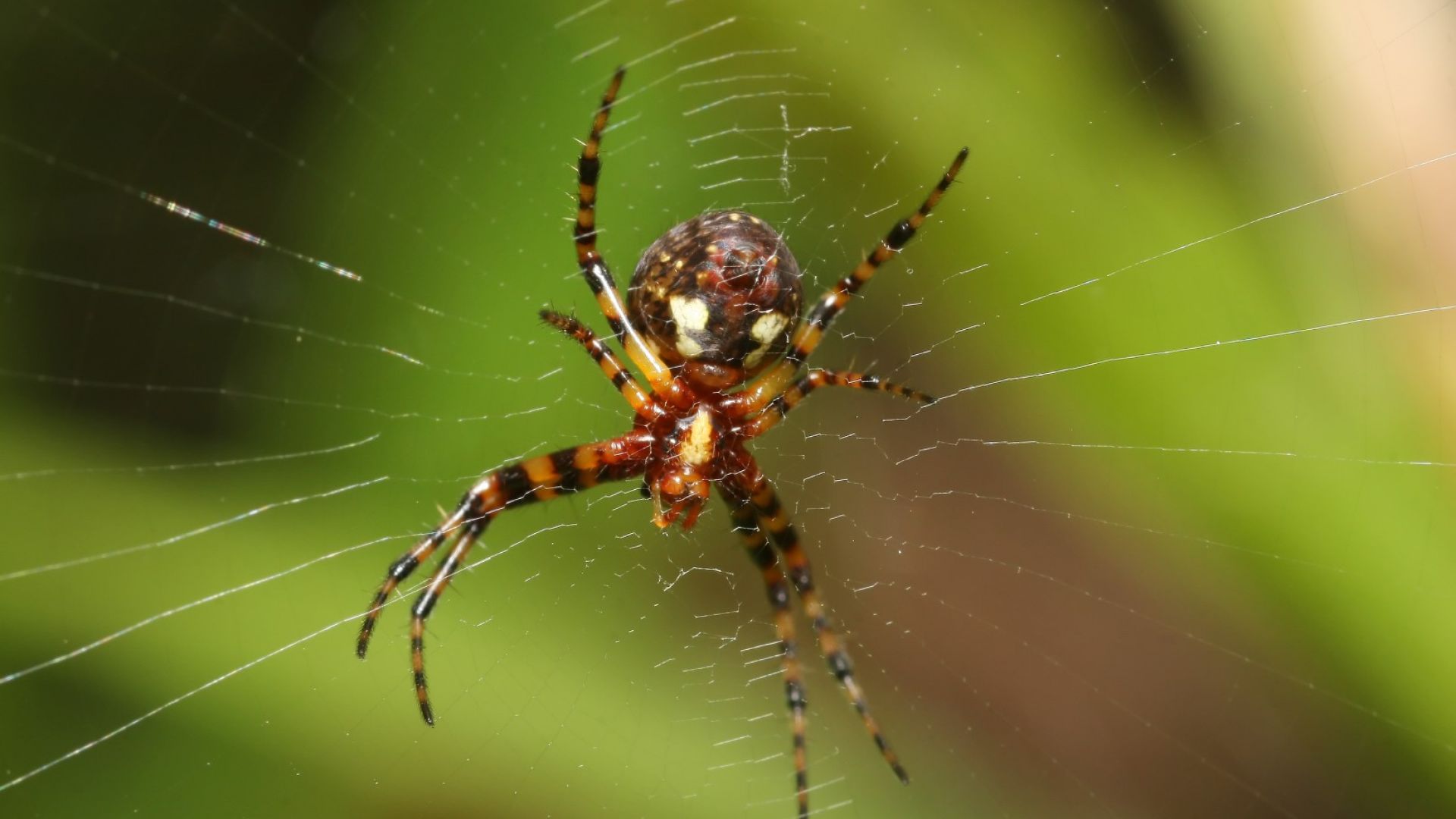 Пререканието на австралиец с паяк е довела до намеса на