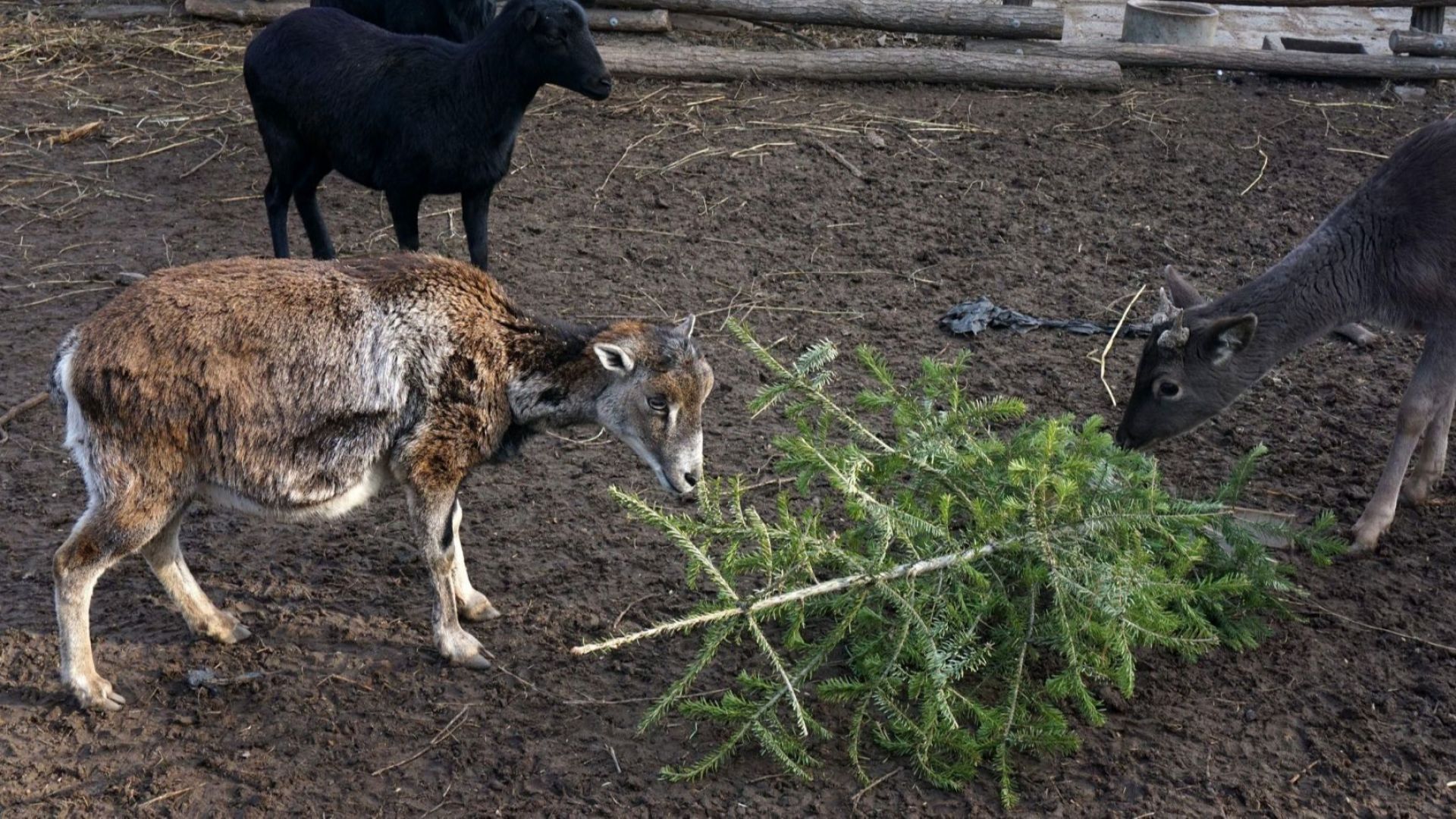 По традиция след новогодишните празници от Центъра за защита на