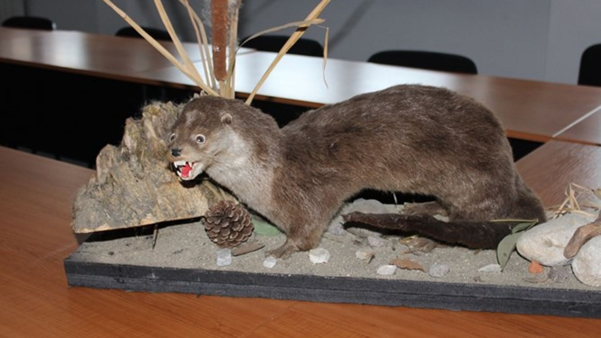 Препарирани защитени животни са иззети от две заведения в Девин