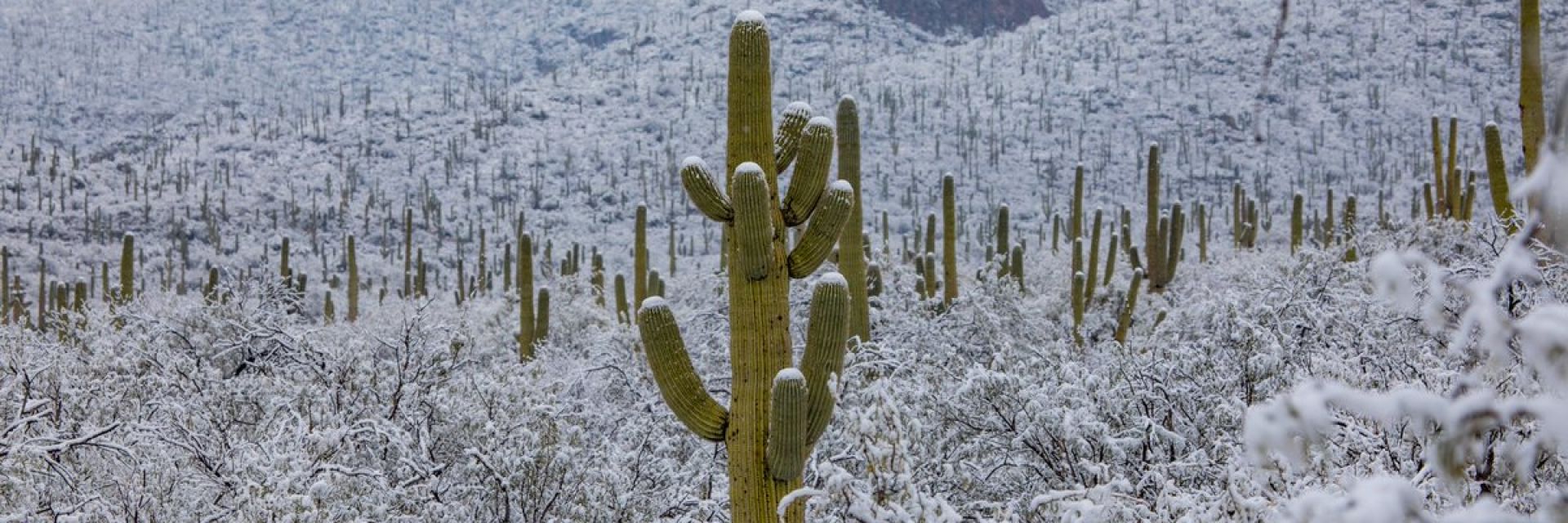 Сняг падна в пустинята в Аризона (снимки)