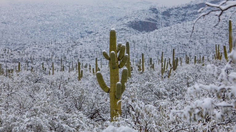 Сняг падна в пустинята в Аризона (снимки)