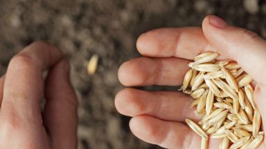 Зърнопроизводителите в Добричко започват есенната сеитба с надежда за дъжд