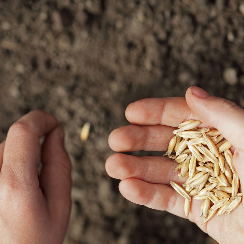 ФАО леко повиши оценката си за производството на зърнени храни през 2019 г. до 2,719 млрд. тона