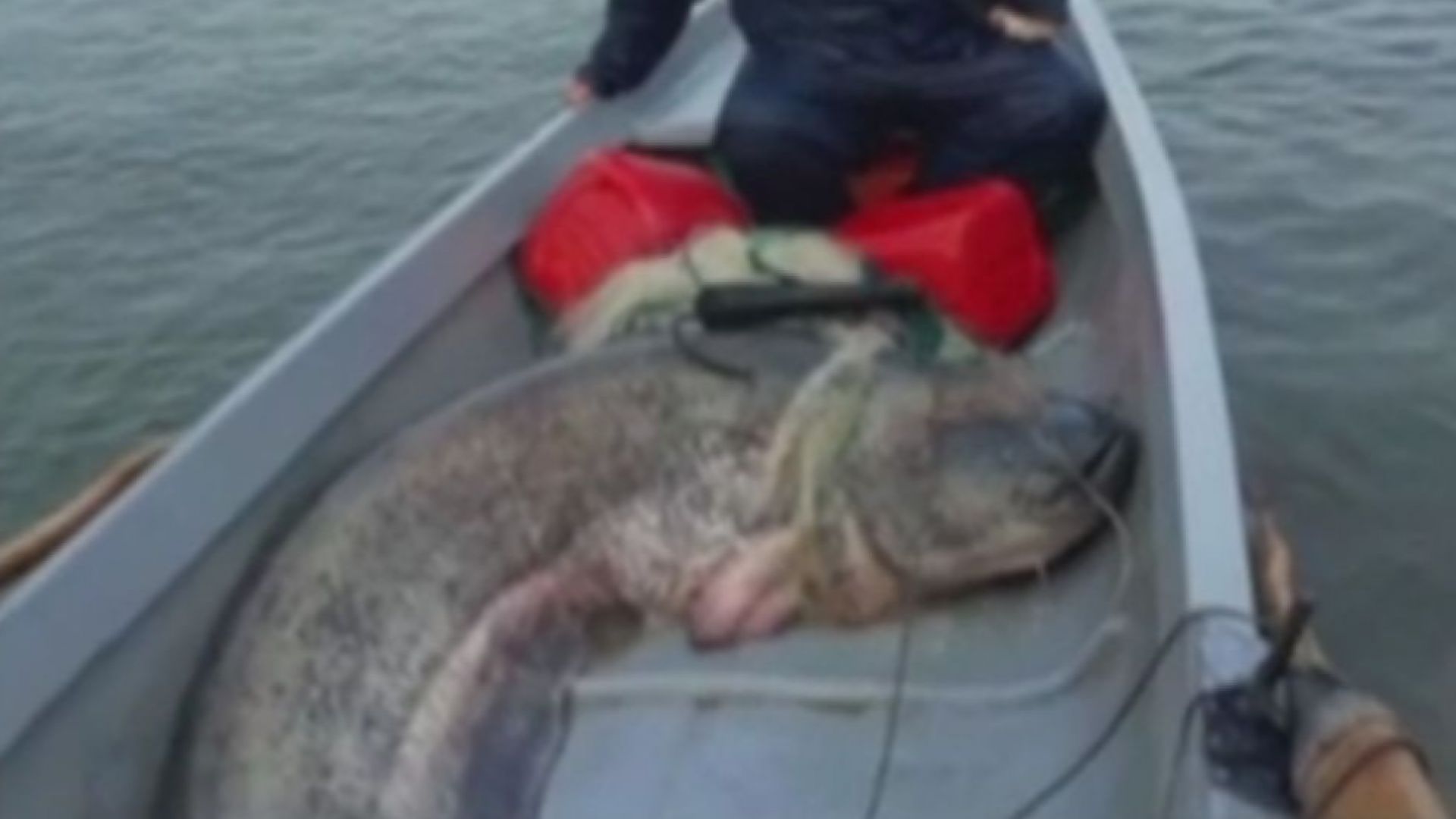  Рекорден улов в Русе: Рибари извадиха 138-килограмов сом