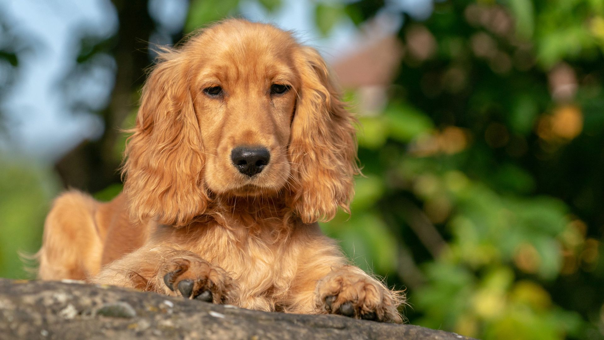 Установен е мъж убил и наранил породисти кучета в търговищко