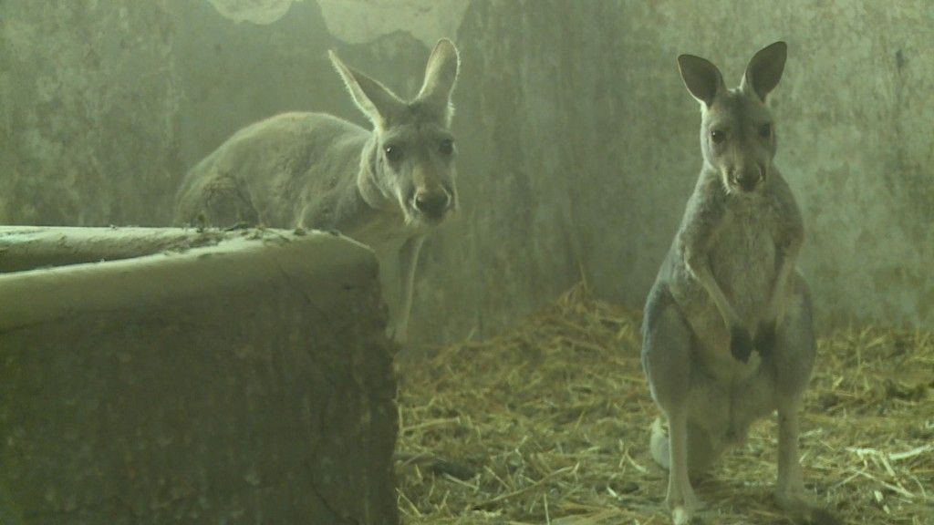 Сред новородените са малко кенгурче и еленче, излюпили са се и няколко лешоядчета