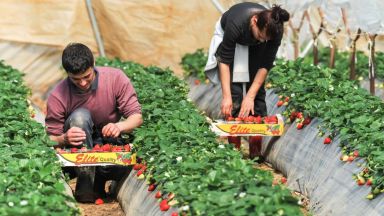 Заради карантината в Италия за българи и румънци - недостиг на 100 000 сезонни работници