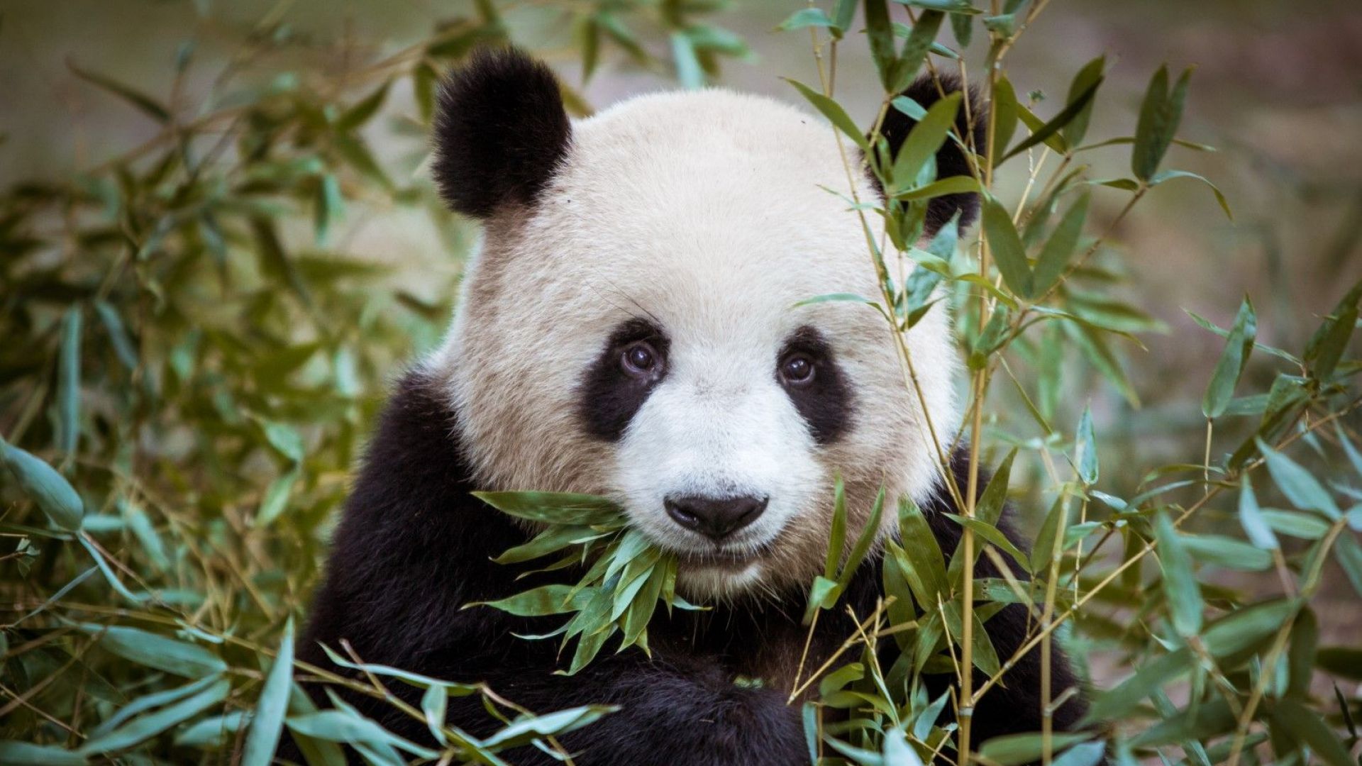 Китай ще наблюдава гигантските си панди със софтуер за лицево разпознаване