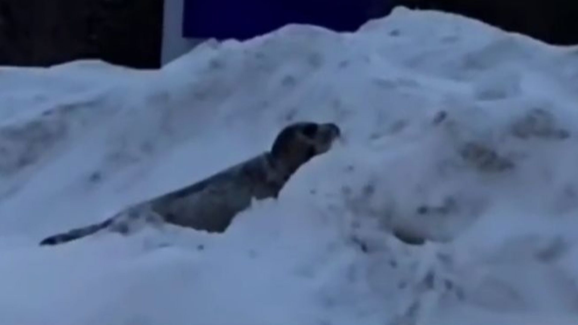 Градчето Родиктън Байд Арм в северната част на остров Нюфаундленд потърси