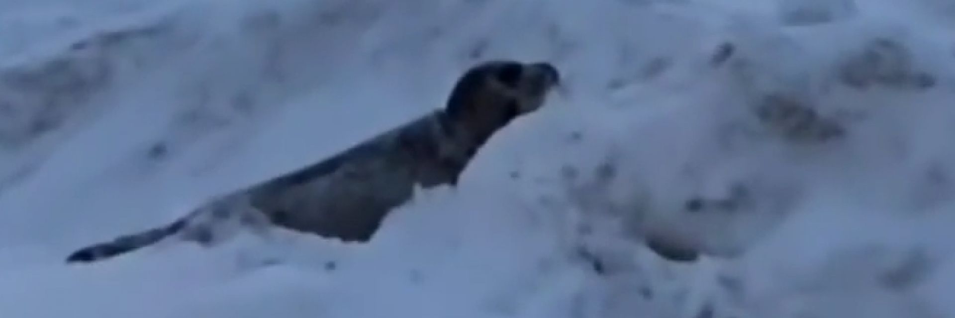 Градче беше нападнато от десетки тюлени 