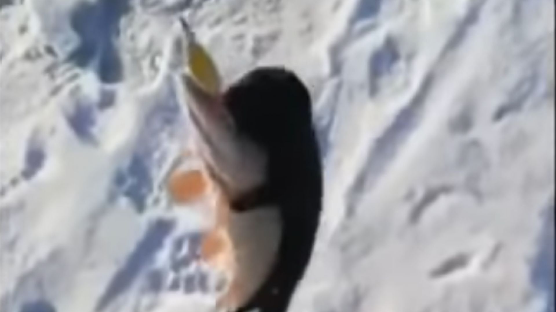 Руски рибари са заснели на река Волга видео на което