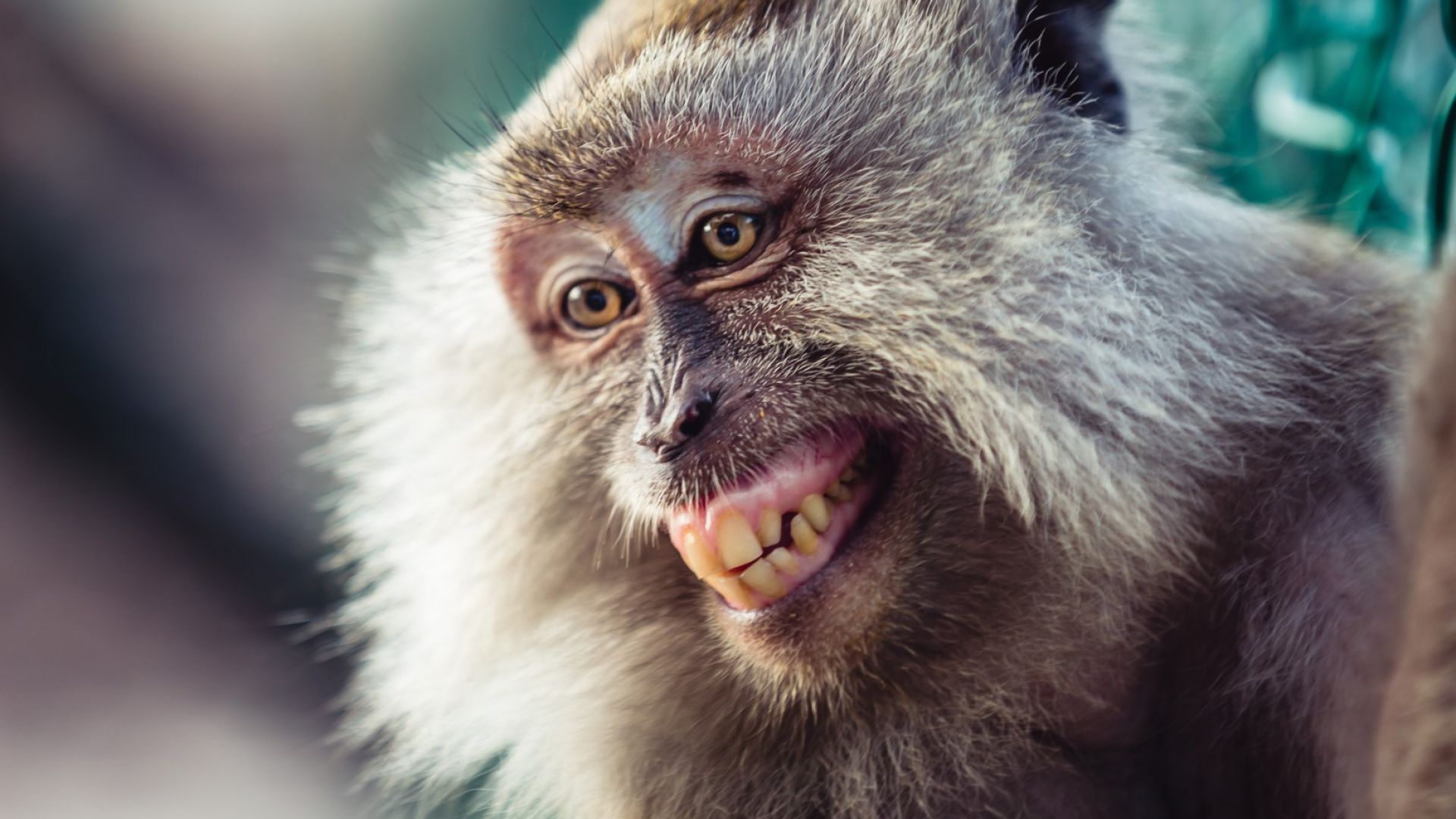 Забавно видео: Японски  маймуни преминават по жиците, за да не се мокрят