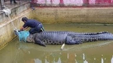  Жена беше убита от великански домакински крокодил 