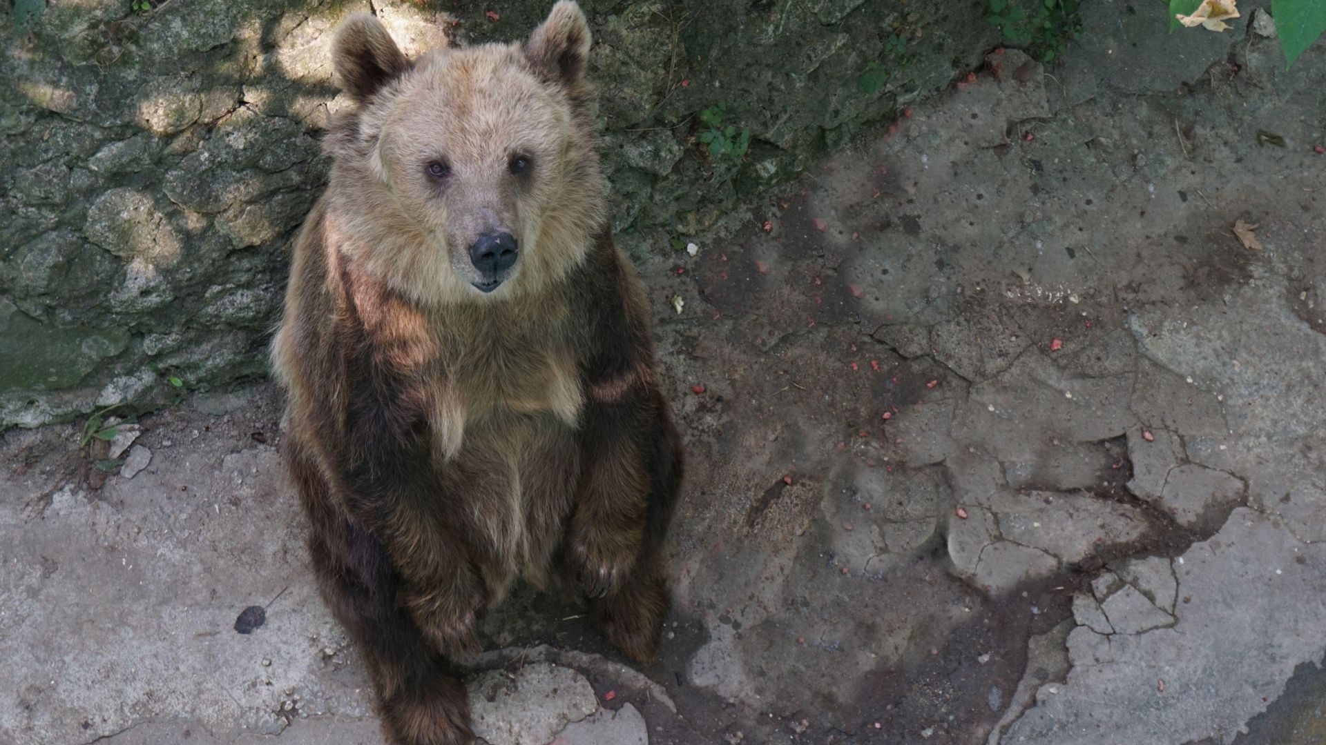 Мечката Свобода от варненския зоопарк празнува 30 годишен юбилей в края