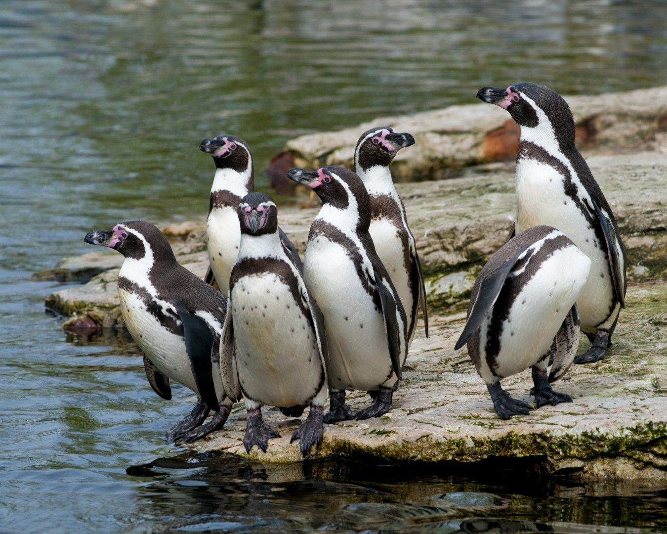 Хумболтовите пингвини гнездят най-вече по скалисти брегове и в близост до скали. Населяват островите по западното крайбрежие на Южна Америка и крайбрежието на Перу и Чили