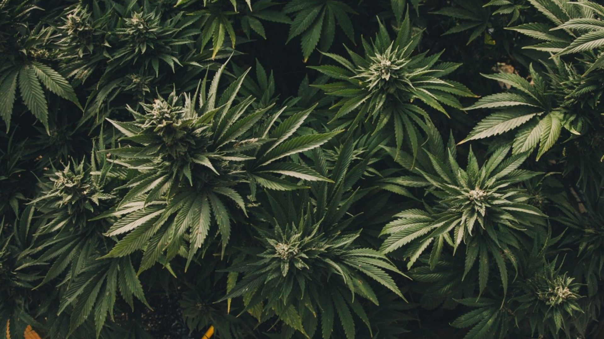 Канадска компания обяви че разполага със 150 000 декара земя