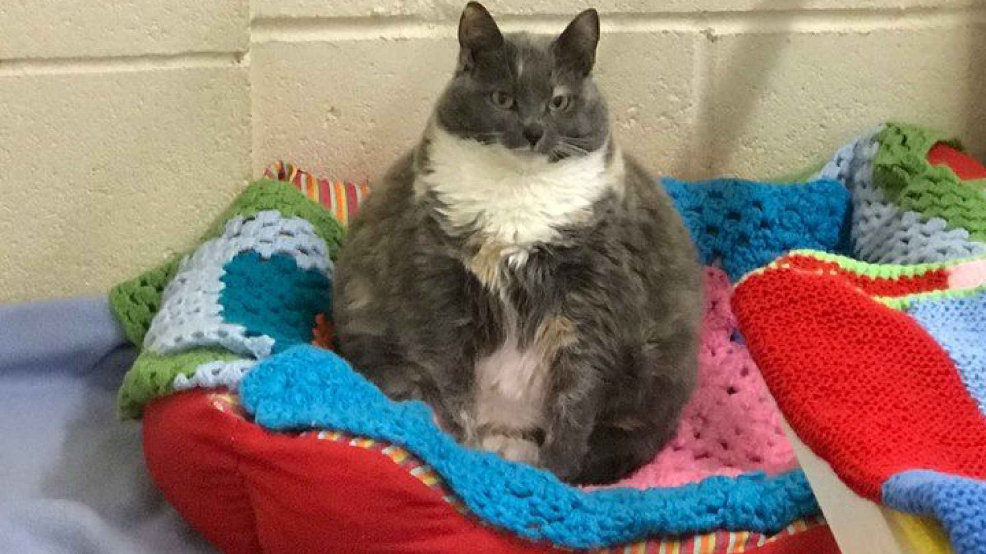 Една от най дебелите котки във Великобритания Мици която тежеше
