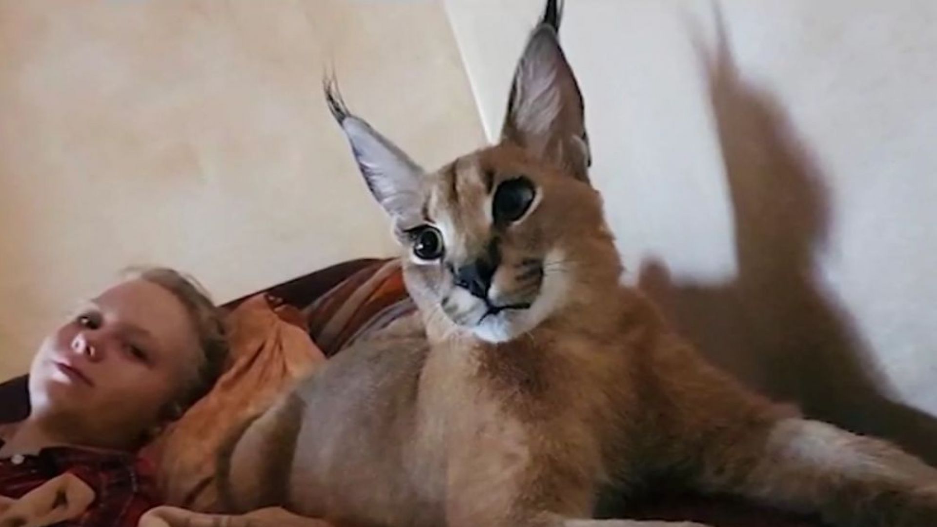 Административен абсурд Каракалът който беше заснет да се разхожда из