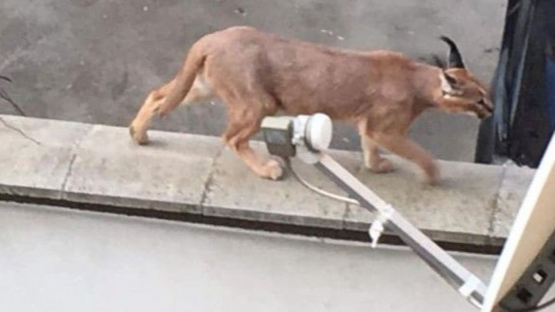 Административен абсурд Каракалът който беше заснет да се разхожда из