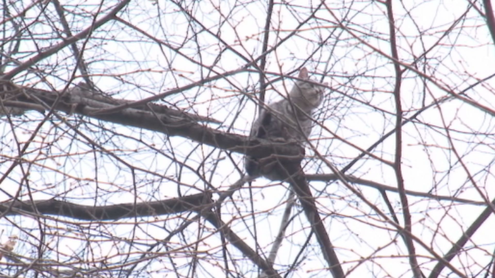 Домашна котка бедства вече четвърти ден на дърво в центъра