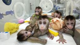 Експериментите на Илон Мъск са осакатили по зловещ начин мозъците на маймуни