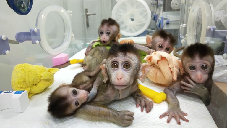 Китай клонира пет маймуни с редактирани гени