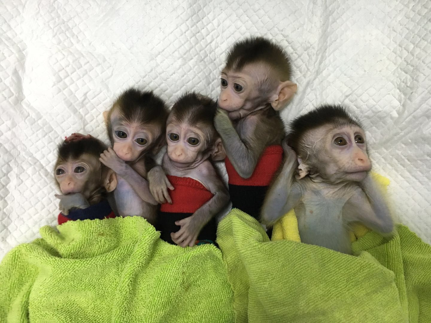 Клонираните маймуни