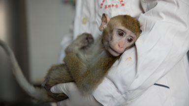 Китайци имплантираха човешки мозъчен ген на маймуни