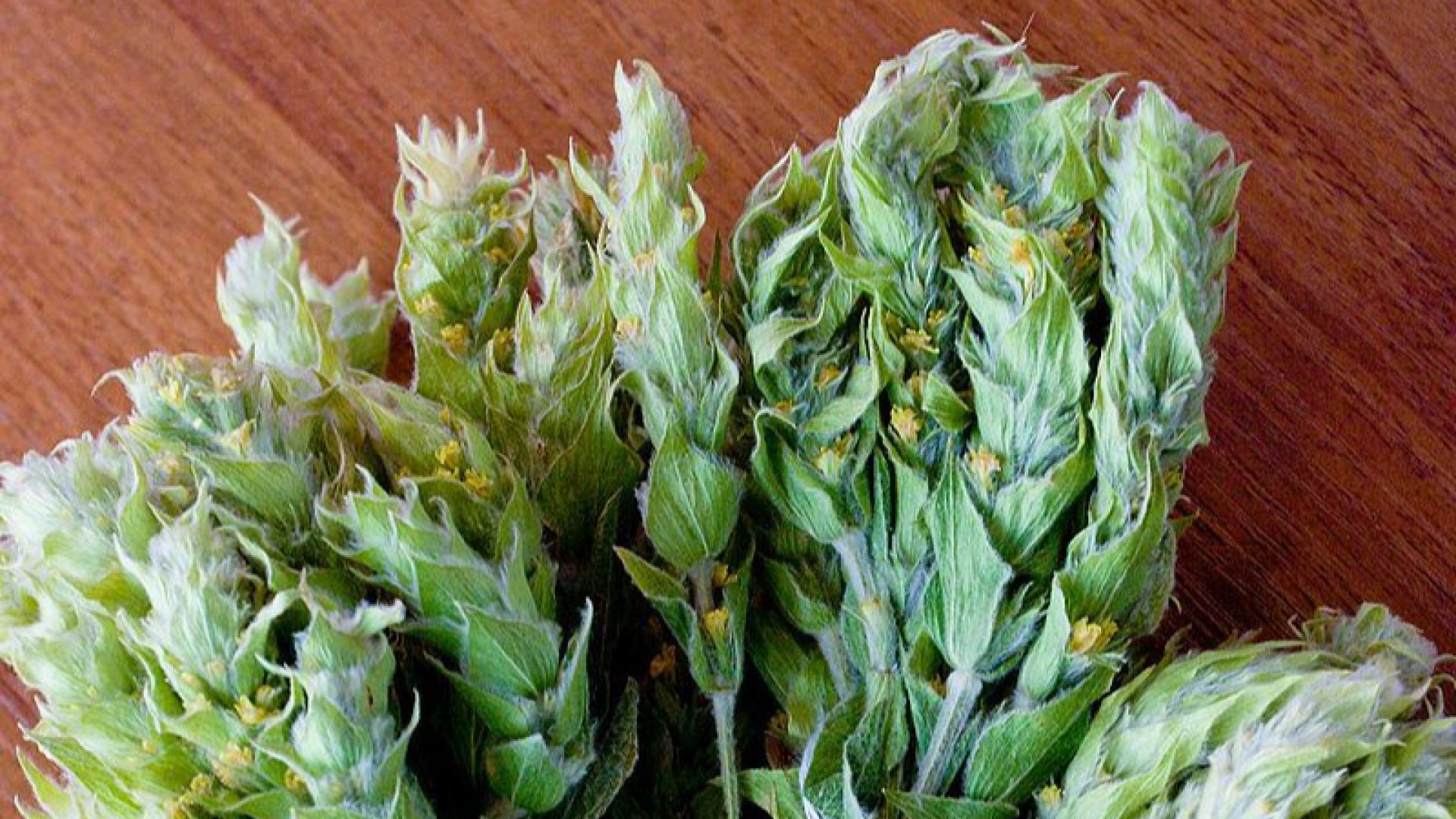 Мурсалският чай - антигрипната рецепта на родопчани