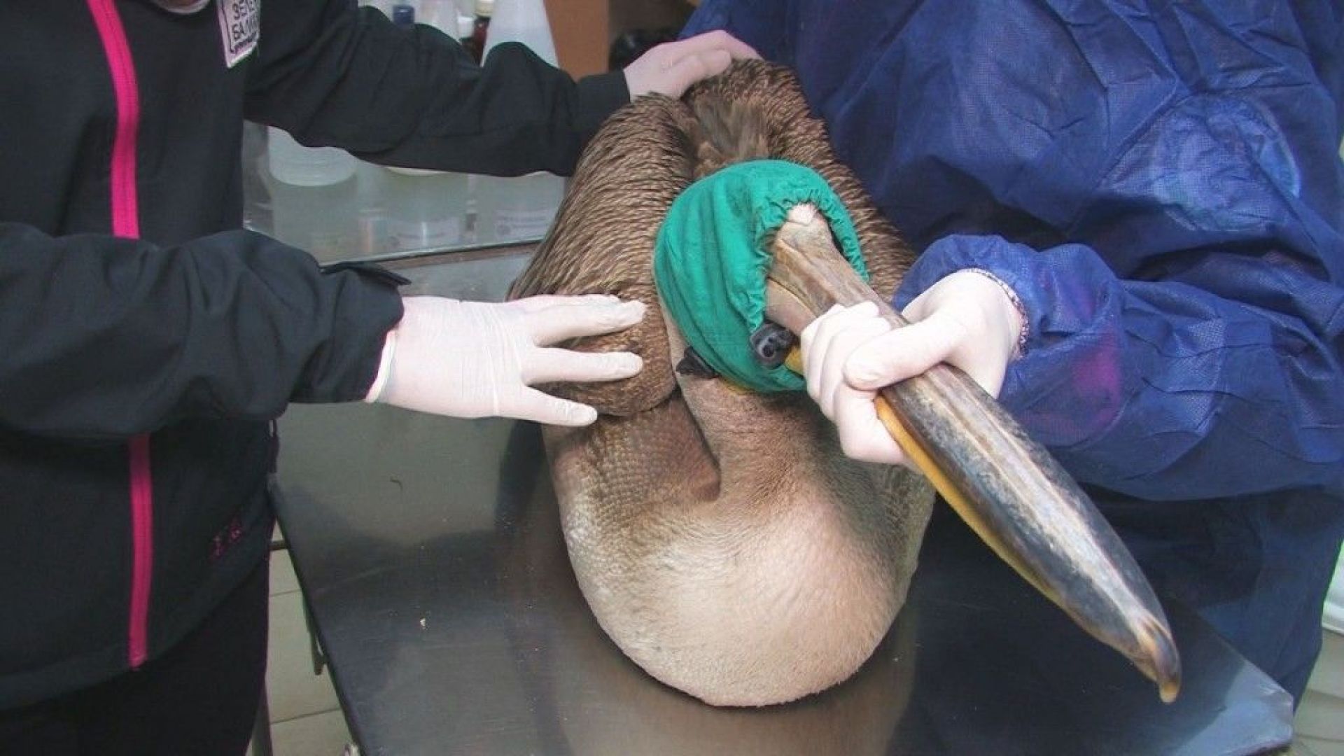 Регионалната инспекция по околната среда и водите в Шумен изпрати