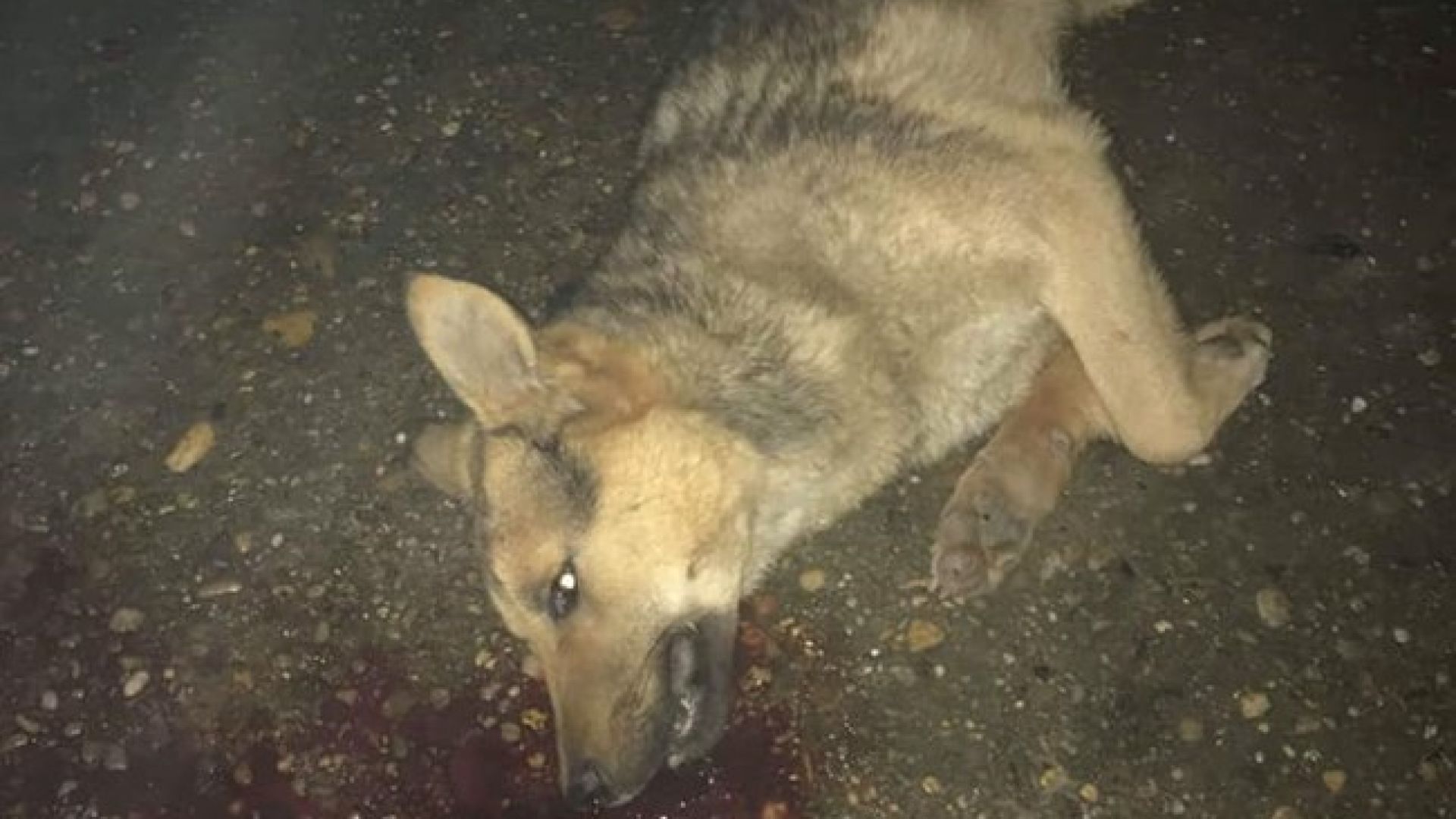 62 годишен мъж обеси куче на дърво в частен двор съобщиха