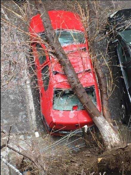 Паднало дърво върху автомобил в румънската столица