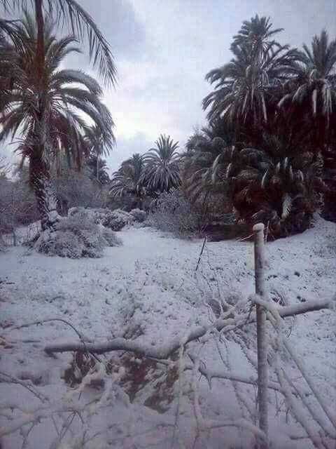 Покрити със сняг и лед палми в Тунис