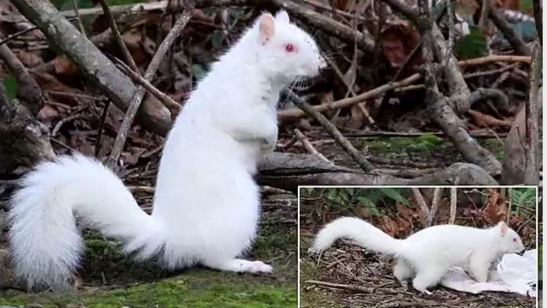 Британец засне изключително рядка катерица албинос в Единбург две години