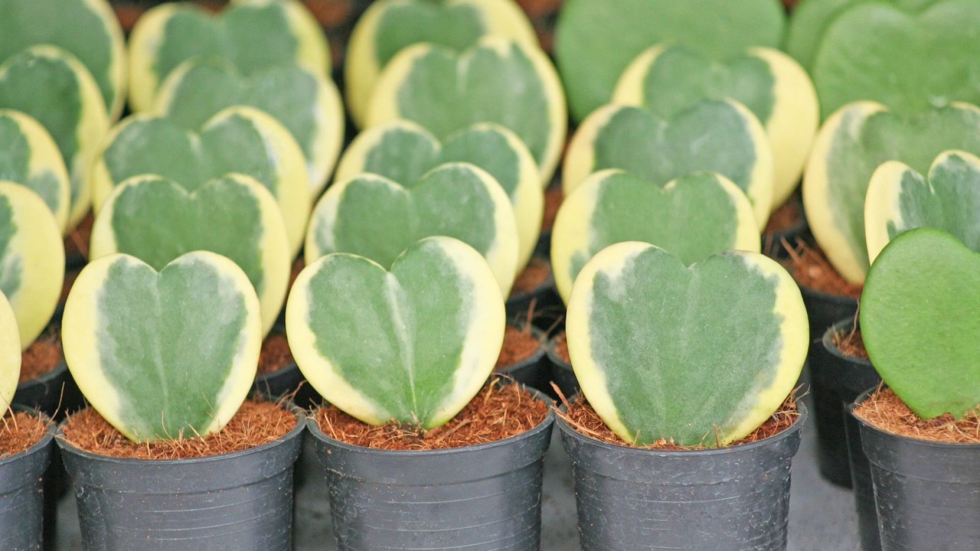 Тази година една от емблемите на Бургас Националната изложба