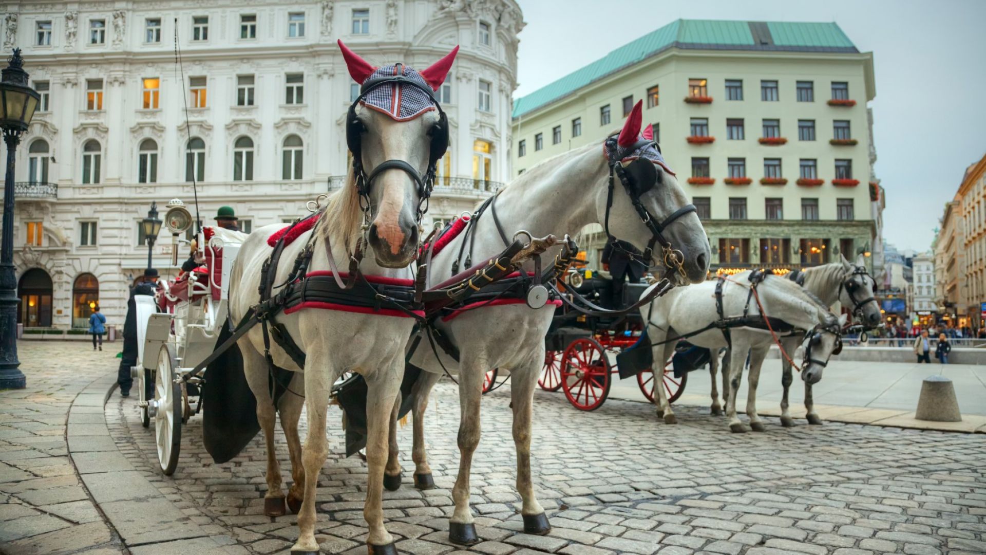 Те са част от виенския чар файтоните или както