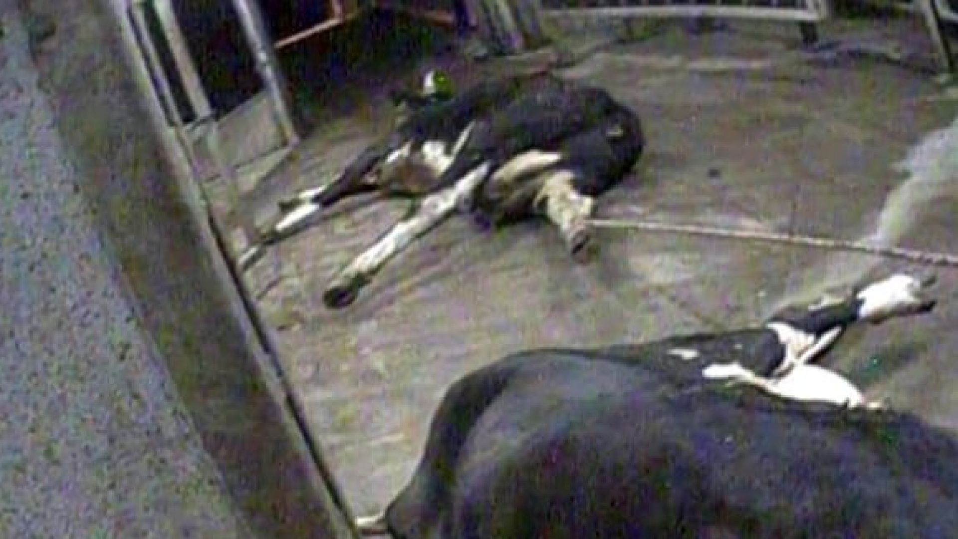 Разбиха незаконна кланица в Полша, доставяла месо от болни животни