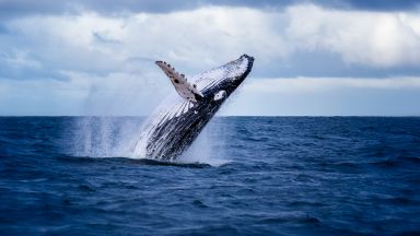 Китовете са стресирани от военните сонари