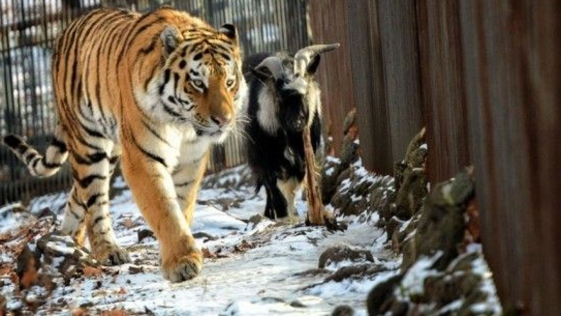 През 2015 г тигърът Амур и козелът Тимур станаха приятели