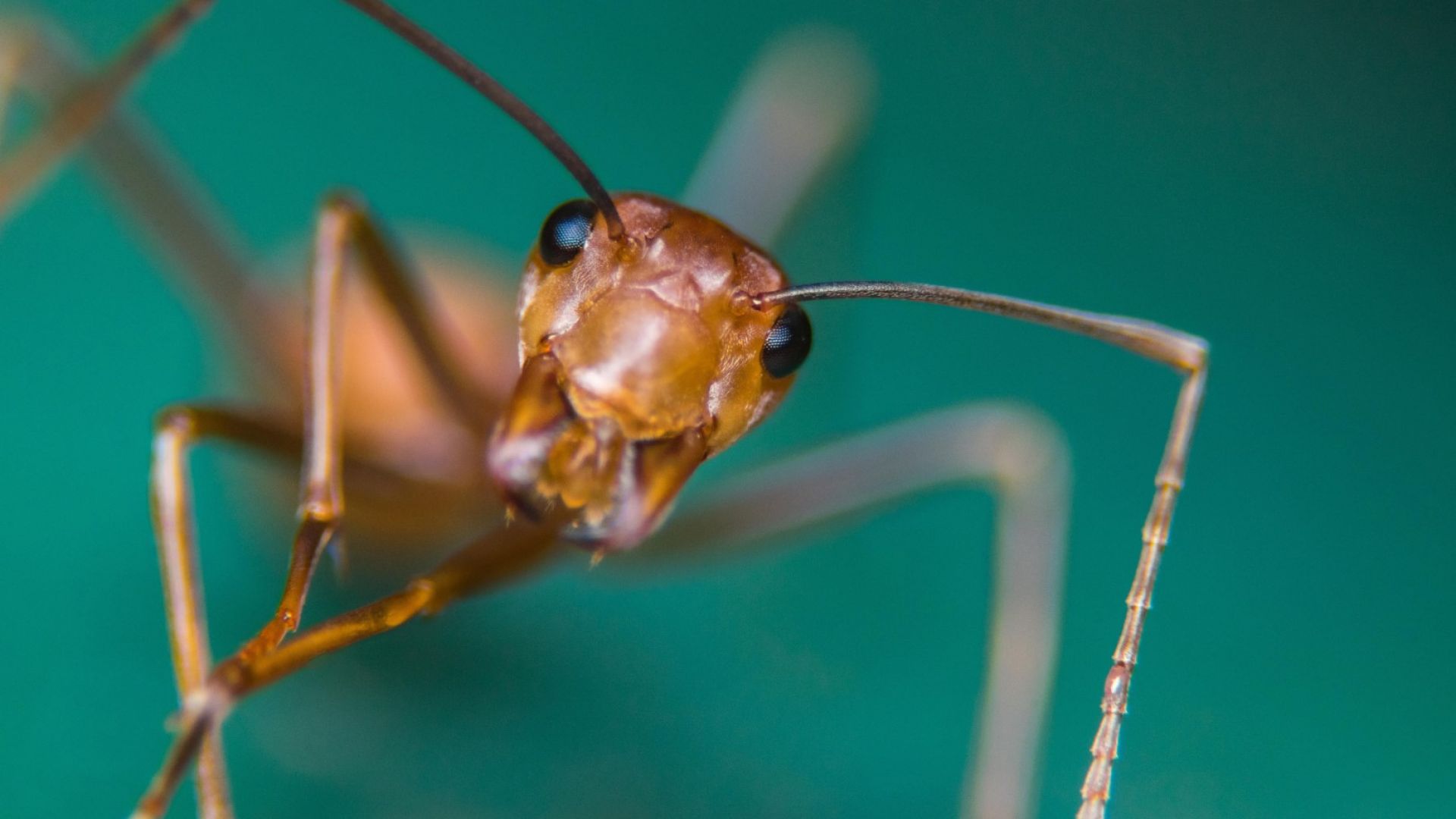 Сребристите мравки от Сахара спечелиха короната за най бързите в света
