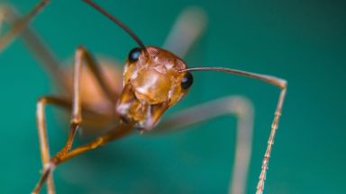 Заснеха най-бързата мравка в света (видео)
