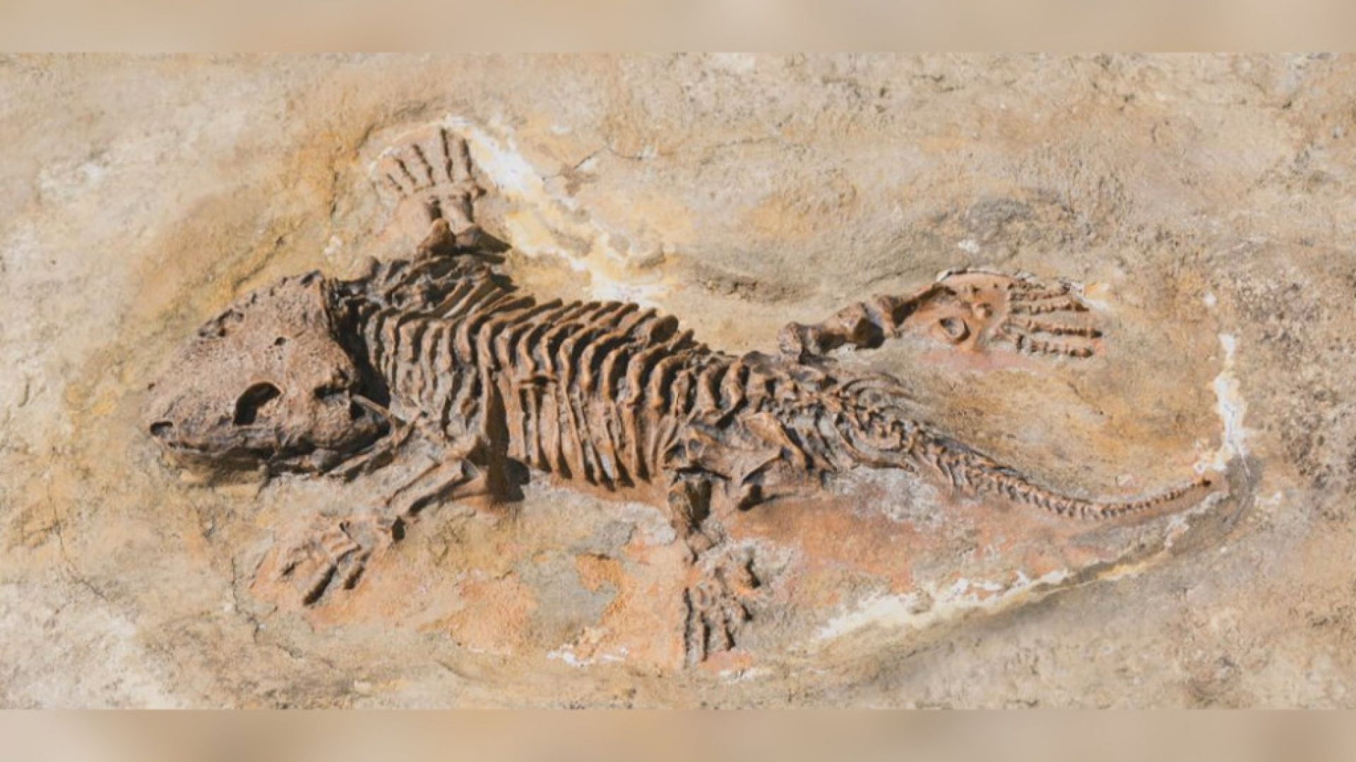 Германски учени възкресиха влечуго, живяло преди 290 милиона години. Постижението